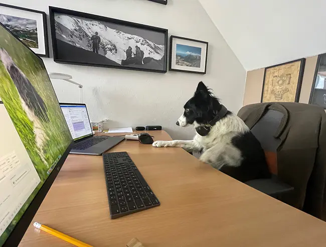Animals in the workplace? Definitely yes | Soitron EN